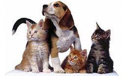 کلینیک دامپزشکی حیوانات خانگی گلد