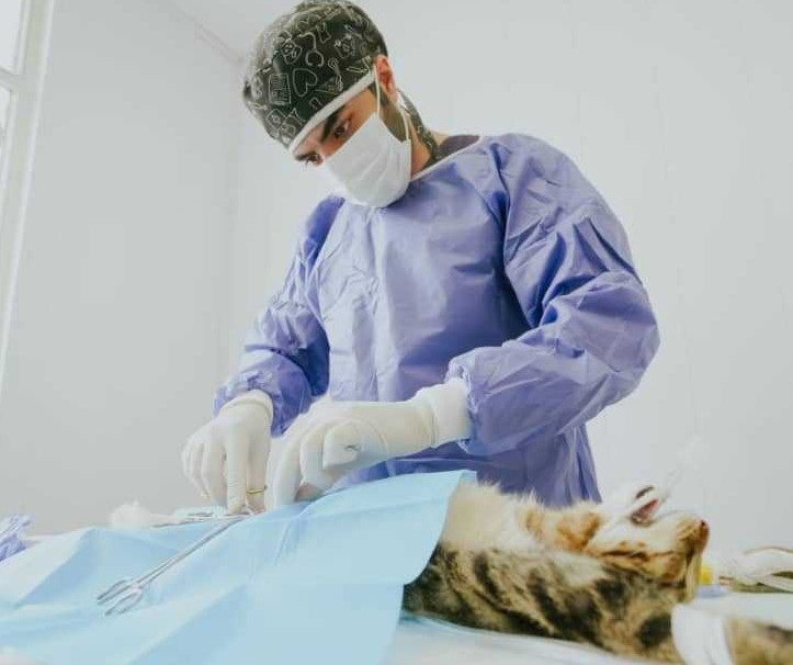 کلینیک دامپزشکی دکتر محمدرضا رودکی